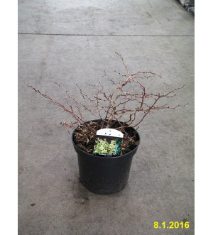 Berberis thunb. 'Golden Horizon'® C 2 L